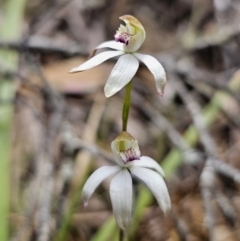 Caladenia moschata at Harolds Cross, NSW - 1 Nov 2023