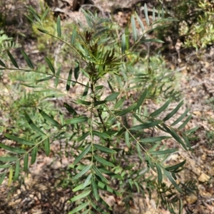 Polyscias sambucifolia at Harolds Cross, NSW - 1 Nov 2023