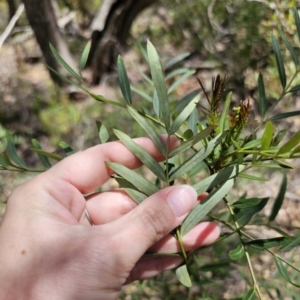 Polyscias sambucifolia at Harolds Cross, NSW - 1 Nov 2023