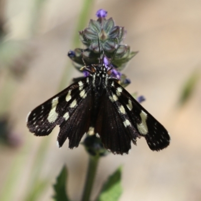 Phalaenoides tristifica (Willow-herb Day-moth) at Booth, ACT - 31 Oct 2023 by RodDeb