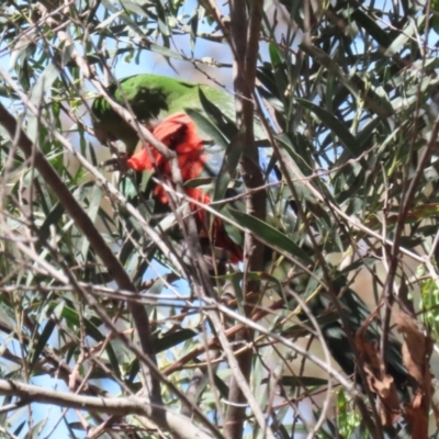 Alisterus scapularis (Australian King-Parrot) at Namadgi National Park - 31 Oct 2023 by RodDeb