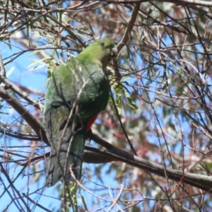 Alisterus scapularis at Booth, ACT - 31 Oct 2023