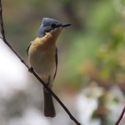 Myiagra rubecula (Leaden Flycatcher) at Namadgi National Park - 31 Oct 2023 by RodDeb