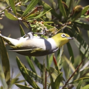 Zosterops lateralis at Booth, ACT - 31 Oct 2023 01:52 PM