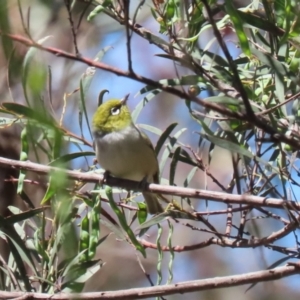 Zosterops lateralis at Booth, ACT - 31 Oct 2023