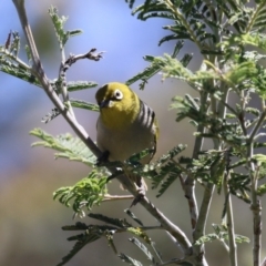 Zosterops lateralis at Booth, ACT - 31 Oct 2023 01:52 PM