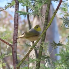 Zosterops lateralis at Booth, ACT - 31 Oct 2023