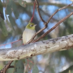 Zosterops lateralis at Booth, ACT - 31 Oct 2023 01:52 PM