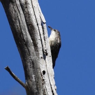 Cormobates leucophaea (White-throated Treecreeper) at Booth, ACT - 31 Oct 2023 by RodDeb