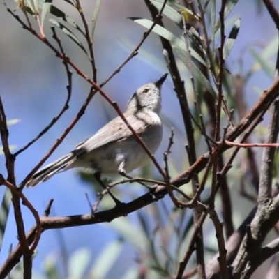 Gerygone fusca (Western Gerygone) at Booth, ACT - 31 Oct 2023 by RodDeb