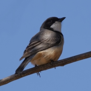 Pachycephala rufiventris at Tuggeranong, ACT - 31 Oct 2023