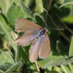 Zizina otis (Common Grass-Blue) at Chisholm, ACT - 1 Nov 2023 by roman_soroka