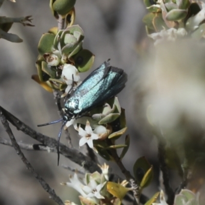 Pollanisus (genus) (A Forester Moth) at Bredbo, NSW - 31 Oct 2023 by AlisonMilton