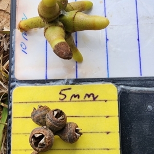 Eucalyptus amplifolia subsp. amplifolia at Curtin, ACT - 2 Nov 2023 08:17 AM