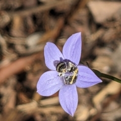 Lasioglossum (Chilalictus) sp. (genus & subgenus) (Halictid bee) at Hackett, ACT - 1 Nov 2023 by WalterEgo