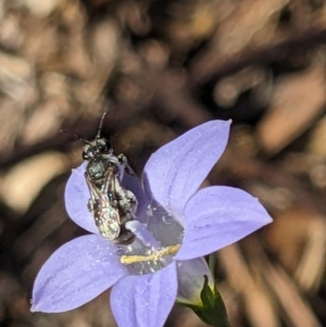 Lasioglossum (Chilalictus) sp. (genus & subgenus) at Hackett, ACT - 1 Nov 2023