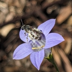 Lasioglossum (Chilalictus) sp. (genus & subgenus) at Hackett, ACT - 1 Nov 2023