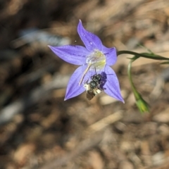 Lasioglossum (Chilalictus) sp. (genus & subgenus) at Hackett, ACT - 1 Nov 2023