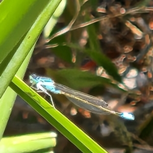 Ischnura heterosticta at Commonwealth Park (CWP) - 1 Nov 2023 02:08 PM