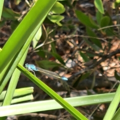 Ischnura heterosticta at Commonwealth Park (CWP) - 1 Nov 2023 02:08 PM