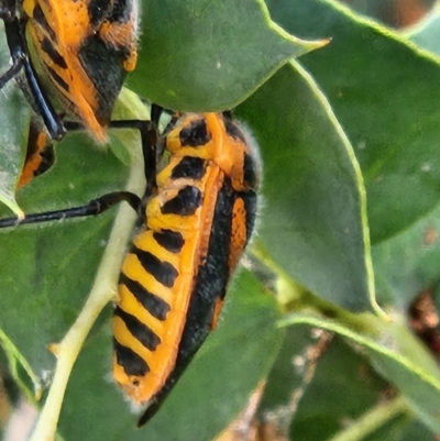 Agonoscelis rutila (Horehound bug) at Mount Ainslie to Black Mountain - 28 Oct 2023 by sascha