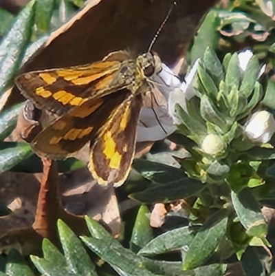 Ocybadistes walkeri (Green Grass-dart) at Parkes, ACT - 28 Oct 2023 by sascha