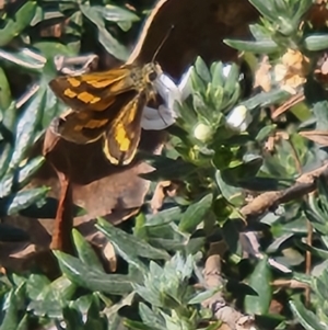 Ocybadistes walkeri at Parkes, ACT - 28 Oct 2023