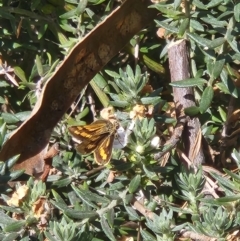 Ocybadistes walkeri at Parkes, ACT - 28 Oct 2023