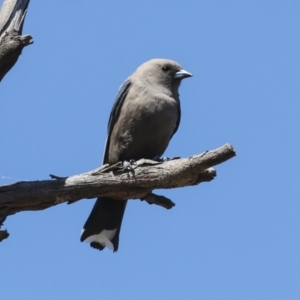 Artamus cyanopterus at Bredbo, NSW - 31 Oct 2023