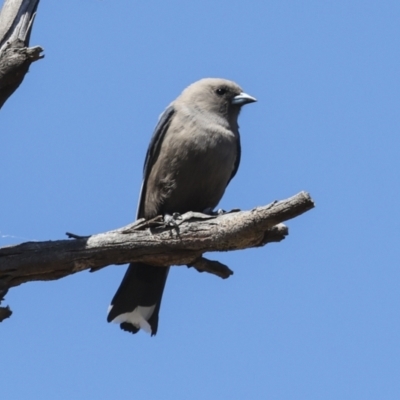 Artamus cyanopterus (Dusky Woodswallow) at Bredbo, NSW - 31 Oct 2023 by AlisonMilton