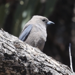 Artamus cyanopterus at Bredbo, NSW - 31 Oct 2023