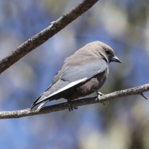 Artamus cyanopterus at Bredbo, NSW - 31 Oct 2023