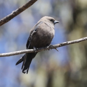 Artamus cyanopterus at Bredbo, NSW - 31 Oct 2023