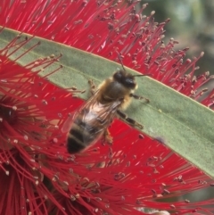 Apis mellifera (European honey bee) at Parkes, ACT - 28 Oct 2023 by sascha