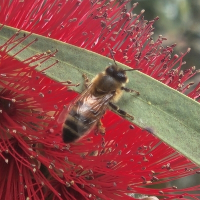 Apis mellifera (European honey bee) at Parkes, ACT - 27 Oct 2023 by sascha