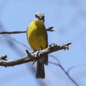 Eopsaltria australis at Bredbo, NSW - 31 Oct 2023