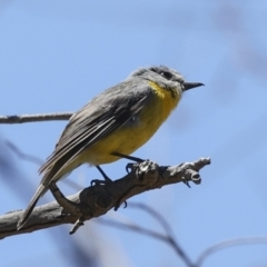 Eopsaltria australis at Bredbo, NSW - 31 Oct 2023