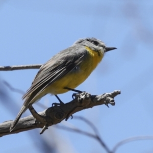 Eopsaltria australis at Bredbo, NSW - 31 Oct 2023