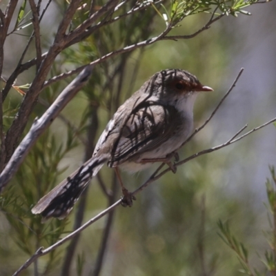 Malurus cyaneus (Superb Fairywren) at Bredbo, NSW - 31 Oct 2023 by AlisonMilton