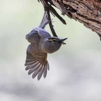 Caligavis chrysops (Yellow-faced Honeyeater) at Bredbo, NSW - 31 Oct 2023 by AlisonMilton