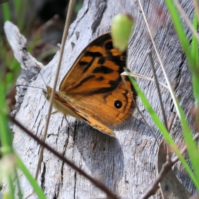 Heteronympha merope at Beechworth, VIC - 28 Oct 2023 by KylieWaldon