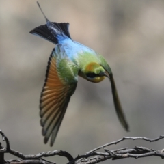 Merops ornatus (Rainbow Bee-eater) at Bredbo, NSW - 31 Oct 2023 by AlisonMilton