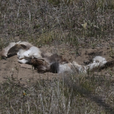 Dama dama (Fallow Deer) at Bredbo, NSW - 31 Oct 2023 by AlisonMilton