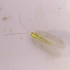 Nothancyla verreauxi (A Green Lacewing (with wide wings)) at Bruce, ACT - 31 Oct 2023 by ConBoekel