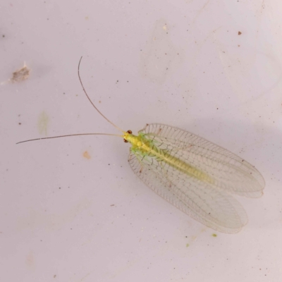 Nothancyla verreauxi (A Green Lacewing (with wide wings)) at Bruce Ridge to Gossan Hill - 30 Oct 2023 by ConBoekel