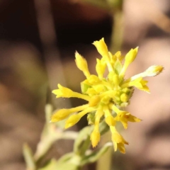 Pimelea curviflora (Curved Rice-flower) at Bruce, ACT - 31 Oct 2023 by ConBoekel