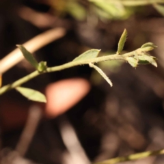 Pimelea curviflora at Bruce, ACT - 31 Oct 2023