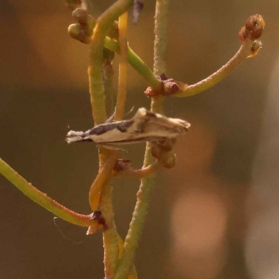 Thema macroscia (A concealer moth) at Bruce Ridge to Gossan Hill - 30 Oct 2023 by ConBoekel