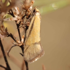 Philobota undescribed species near arabella (A concealer moth) at Bruce Ridge to Gossan Hill - 30 Oct 2023 by ConBoekel