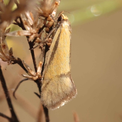 Philobota undescribed species near arabella (A concealer moth) at Bruce, ACT - 31 Oct 2023 by ConBoekel
